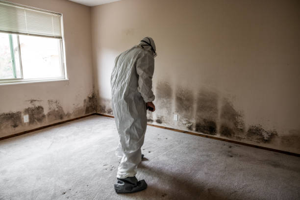 Best Emergency Mold Remediation  in Muskego, WI